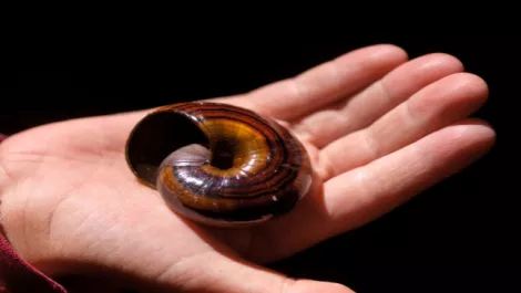 Students help build record of NZ nature