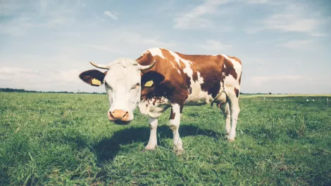 Fonterra, Alibaba collaboration ushers in new era of retail experiences in China